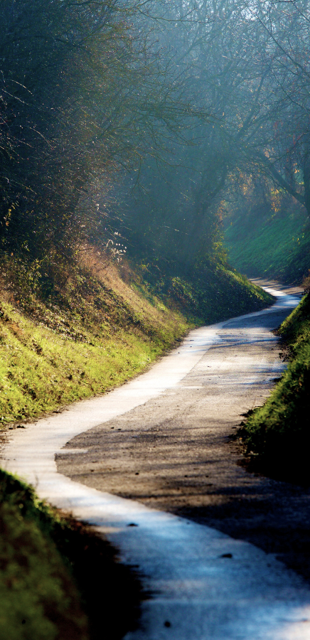 A winding narrow path in a forest, bathed in sunlight in the mid ground section